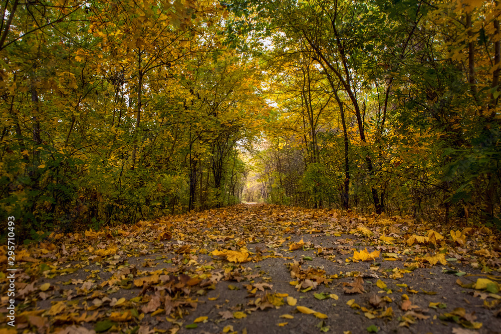 Fototapeta premium Fall Trees And Fall Leaves On The Road