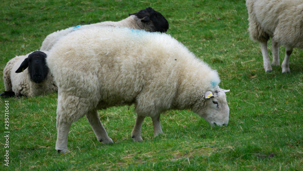Irish Sheep Eating Grass