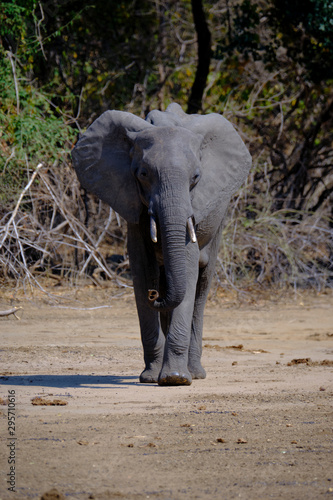 Elephant in Mana Pools National Park  Zimbabwe