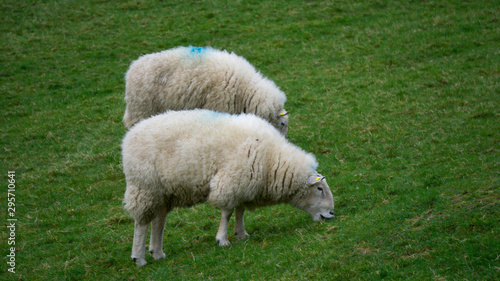 Irish Sheep Eating Grass