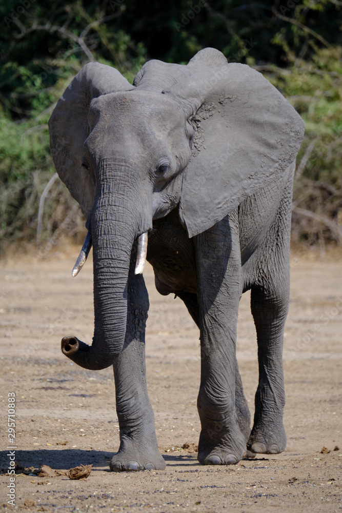 Fototapeta premium Elephant in Mana Pools National Park, Zimbabwe