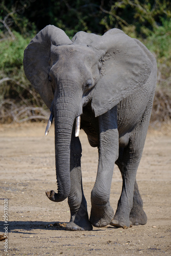 Elephant in Mana Pools National Park, Zimbabwe © Stefano