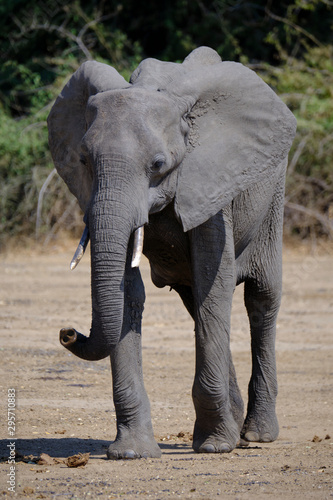 Elephant in Mana Pools National Park  Zimbabwe