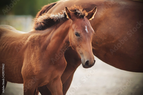 A Bay colt with a white spot on his forehead stands beside his mother in the sunlight.