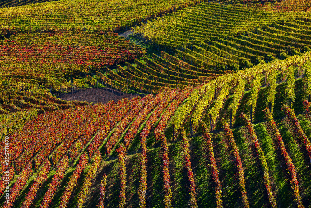 Autumnal vineyards in a row on the hills in Italy. Autumnal vineyards in a row on the hills in Italy.