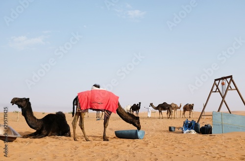 Arabian camels in the desert of Riyadh, Saudi Arabia.