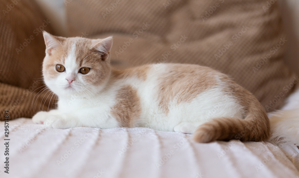 Britisch Kurzhaar Kitten kuschelt auf dem Sofa - Farbe creme-white