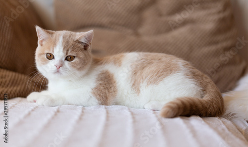 Britisch Kurzhaar Kitten kuschelt auf dem Sofa - Farbe creme-white