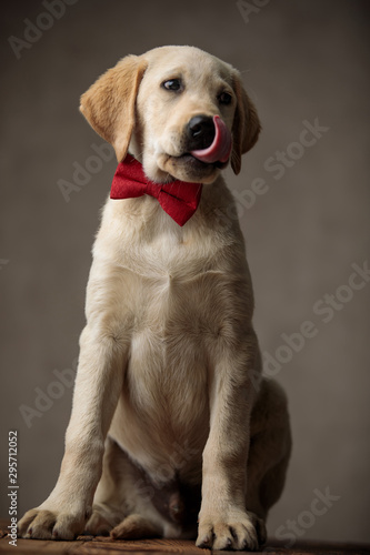 cute labrador retriever wearing bowtie and licking nose
