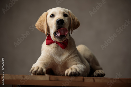 cute labrador retriever sticking out tongue and wearing red bowtie