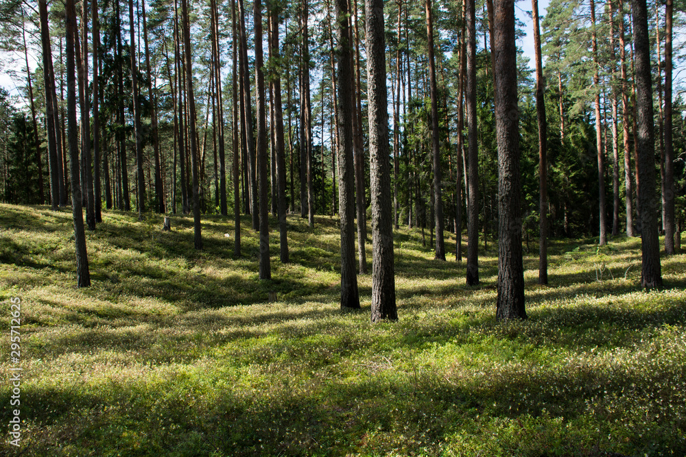 Fototapeta premium path in the forest