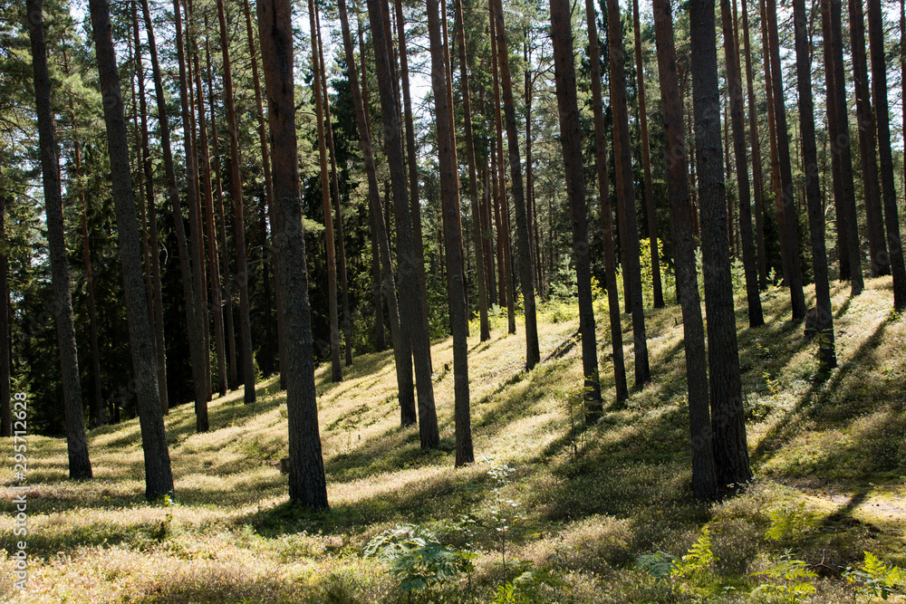 trees in the forest trees in the forest