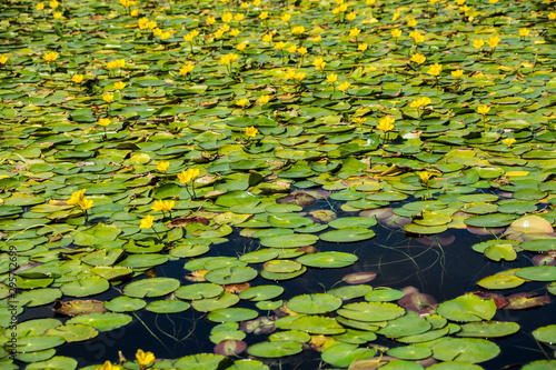 green leaves in the water