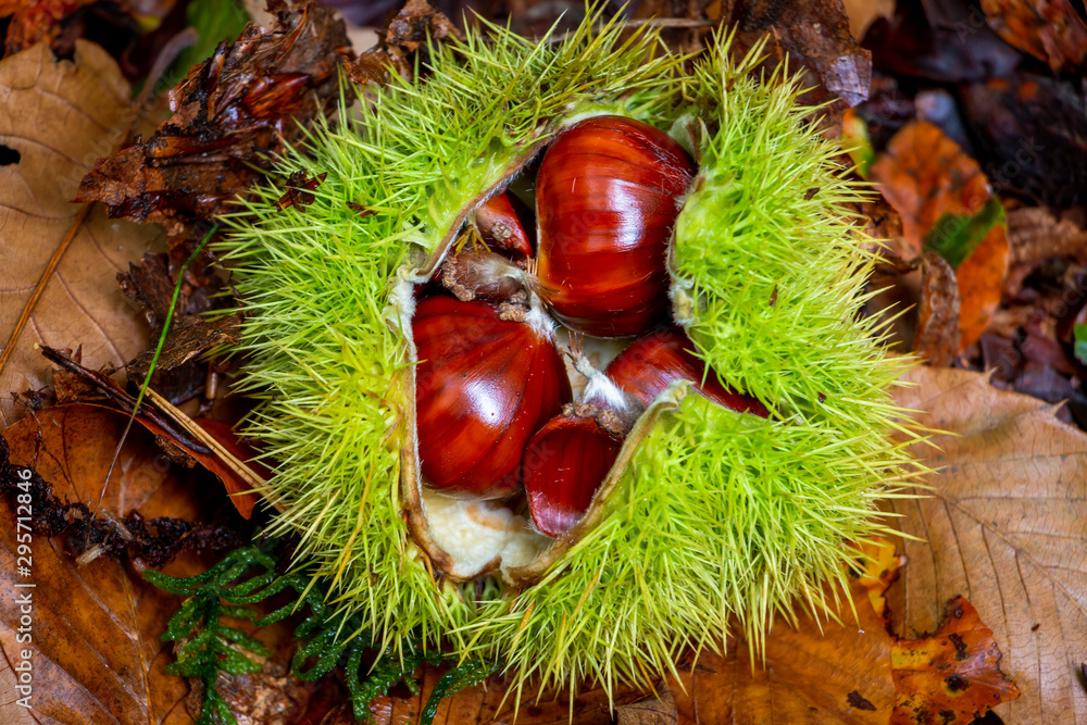 Beautiful brown chestnut in its green prickley shell, picture taken in the Netherlands in National Park Dwingelderveld Beautiful brown chestnut in its green prickley shell, picture taken in the Netherlands in National Park Dwingelderveld