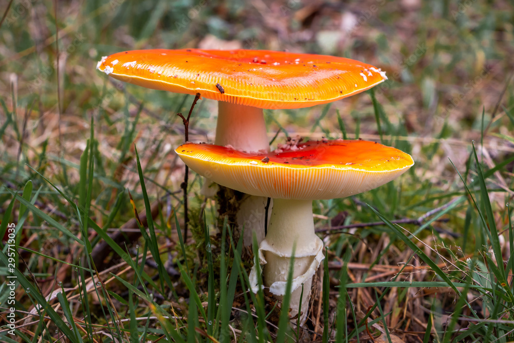 Autumn, time for mushrooms like this fly agaric with its red hood and white dots and the beautiful orange colors in the woods, picture taken in the National park Dwingeloo, the Netherlands Autumn, time for mushrooms like this fly agaric with its red hood and white dots and the beautiful orange colors in the woods, picture taken in the National park Dwingeloo, the Netherlands