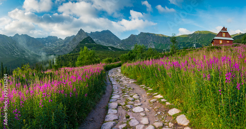 Fototapeta Naklejka Na Ścianę i Meble -  Mountain landscape, Tatra mountains panorama, Poland colorful flowers and peaks in Gasienicowa valley (Hala Gasienicowa), summer