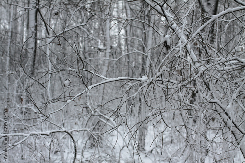 Beautiful tree branches in the snow. Winter composition in nature in snowdrifts. Christmas and New Year background.