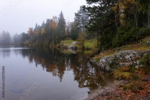 Foggy morning with reflection of trees in lake