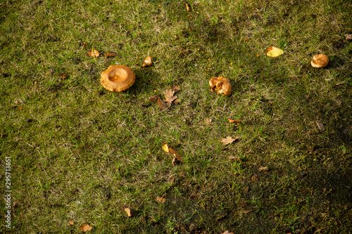 mushroom on a meadow at autumn
