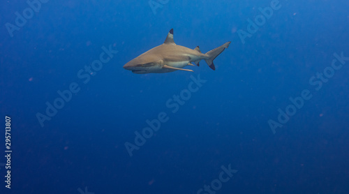 Blacktip Shark, Moorea Tahiti