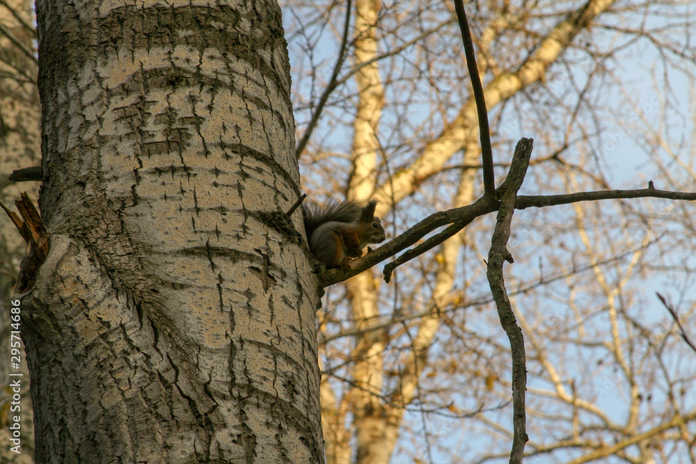 A squirrel sits on a tree branch in an autumn park. A squirrel sits on a tree branch in an autumn park.