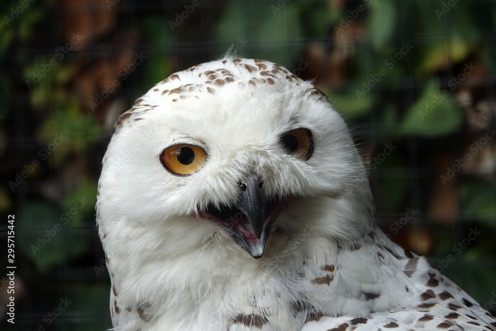 tête d'une Harfang des neiges tête d'une Harfang des neiges