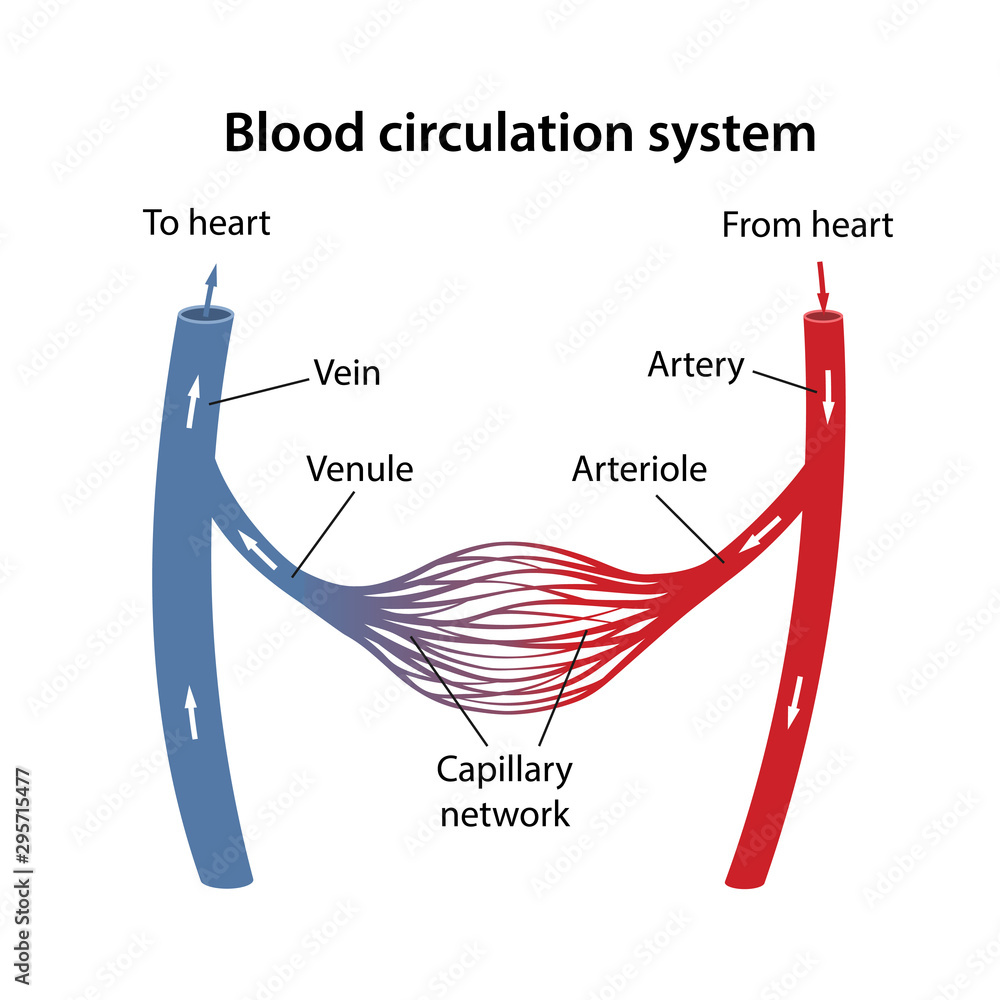 Vetor De The Human Blood Circulatory System Diagram Of The Arterial Vetor De The Human Blood Circulatory System Diagram Of The Arterial