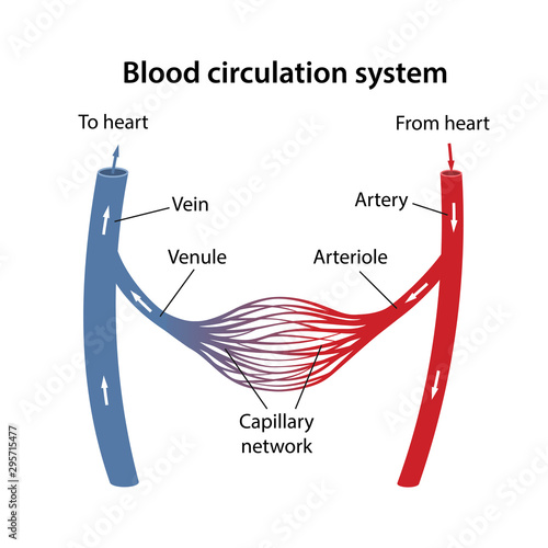 The human blood circulatory system. Diagram of the arterial and venous blood circulation with main parts labeled. Vector illustration in a flat style.