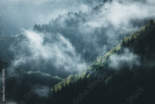 Morning fog in forest © Zoran Jesic