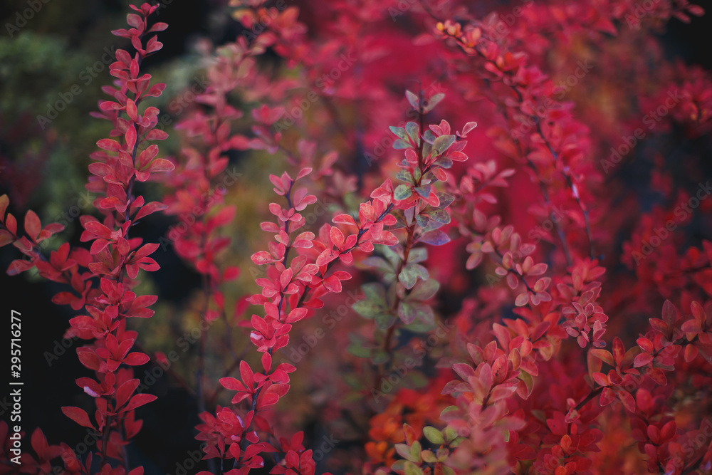 natural seasonal autumn background, autumn macro photo of red leaves of a bush 1 natural seasonal autumn background, autumn macro photo of red leaves of a bush 1