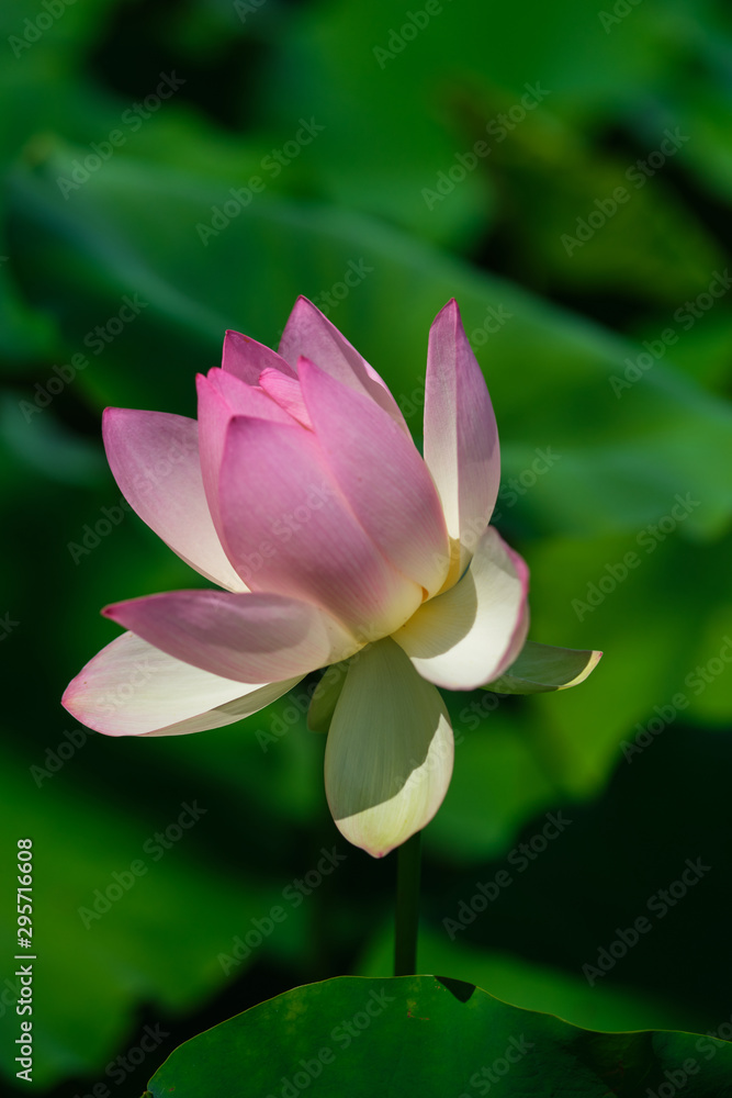 A pink and white sacred lotus in profile