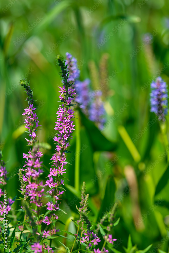 Pink and Purple tall grass in a field of lil pads vertical Pink and Purple tall grass in a field of lil pads vertical
