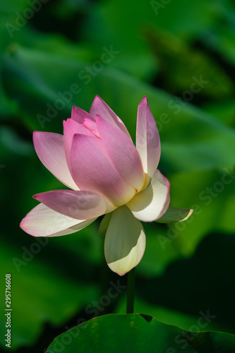 A pink and white sacred lotus in profile