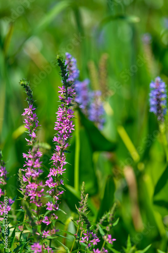 Pink and Purple tall grass in a field of lil pads vertical