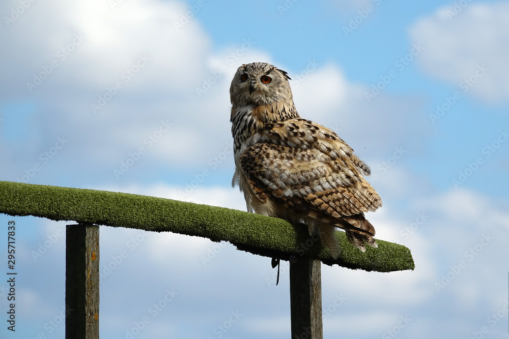 Hibou Grand Duc de Sibérie sur son perchoir Stock Photo Adobe Stock