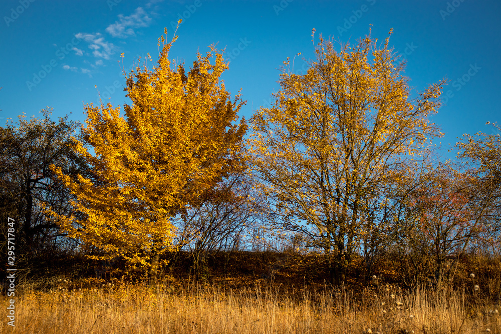 Fototapeta premium Trees with yellowed foliage against a blue sky.