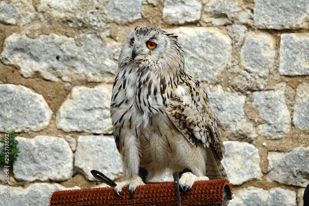 Hibou Grand Duc de Sibérie Stock Photo Adobe Stock