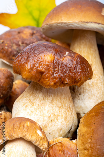 Fresh raw edible forest mushrooms Boletus Edulis or porcini fungus, tasty vegetarian food