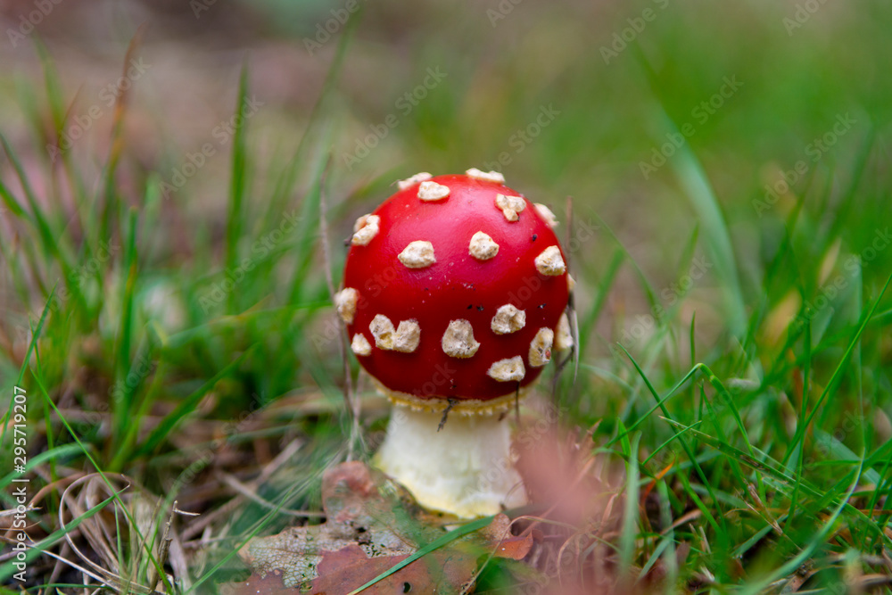 Red amanita unedible toxic forest mushroom Red amanita unedible toxic forest mushroom