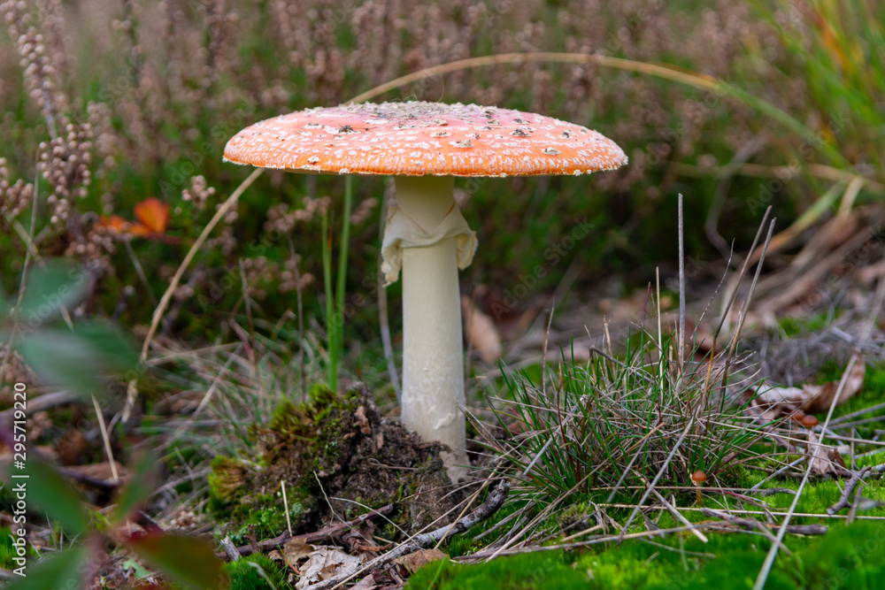 Red amanita unedible toxic forest mushroom Red amanita unedible toxic forest mushroom