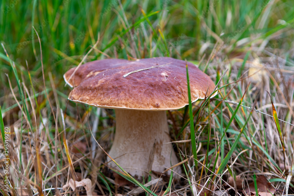 Edible forest mushroom Boletus Edulis or porcini fungus, tasty vegetarian food Edible forest mushroom Boletus Edulis or porcini fungus, tasty vegetarian food
