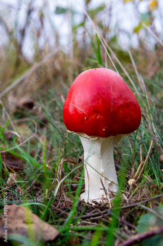 Red amanita unedible toxic forest mushroom