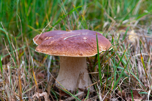 Edible forest mushroom Boletus Edulis or porcini fungus, tasty vegetarian food