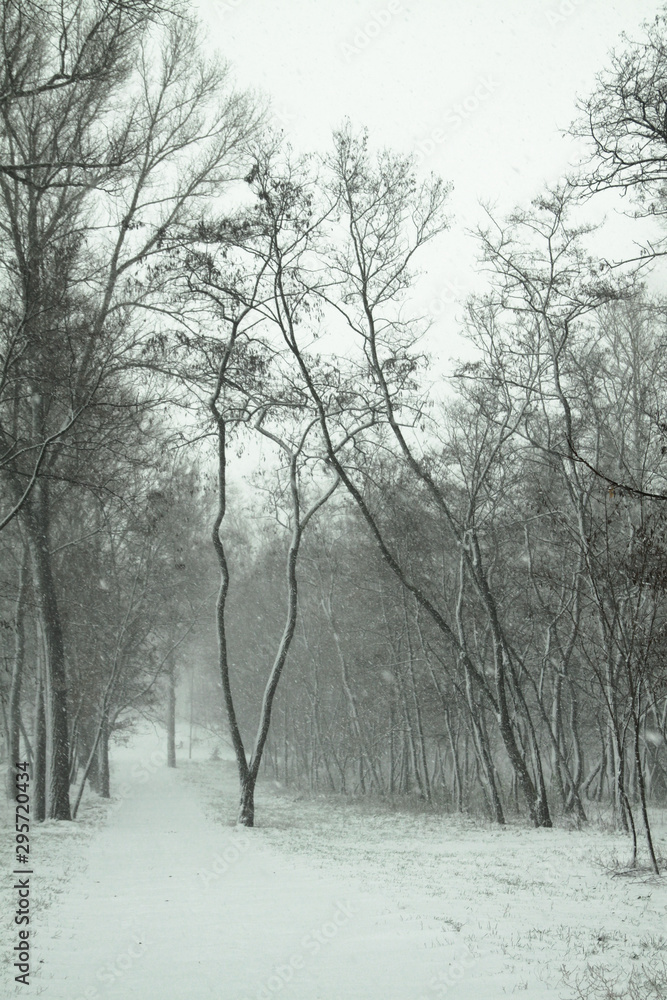 Beautiful winter landscape on a background of trees and forest. Christmas and New Year mood. Snowfall and the view as in a fairy tale Beautiful winter landscape on a background of trees and forest. Christmas and New Year mood. Snowfall and the view as in a fairy tale