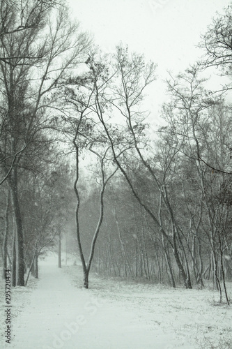 Beautiful winter landscape on a background of trees and forest. Christmas and New Year mood. Snowfall and the view as in a fairy tale