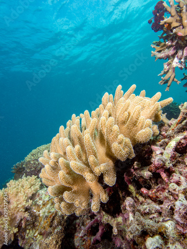 Healthy hard coral on a tropical reef