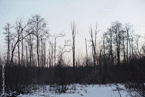Beautiful winter landscape on a background of trees and forest. Christmas and New Year mood. Snowfall and the view as in a fairy tale