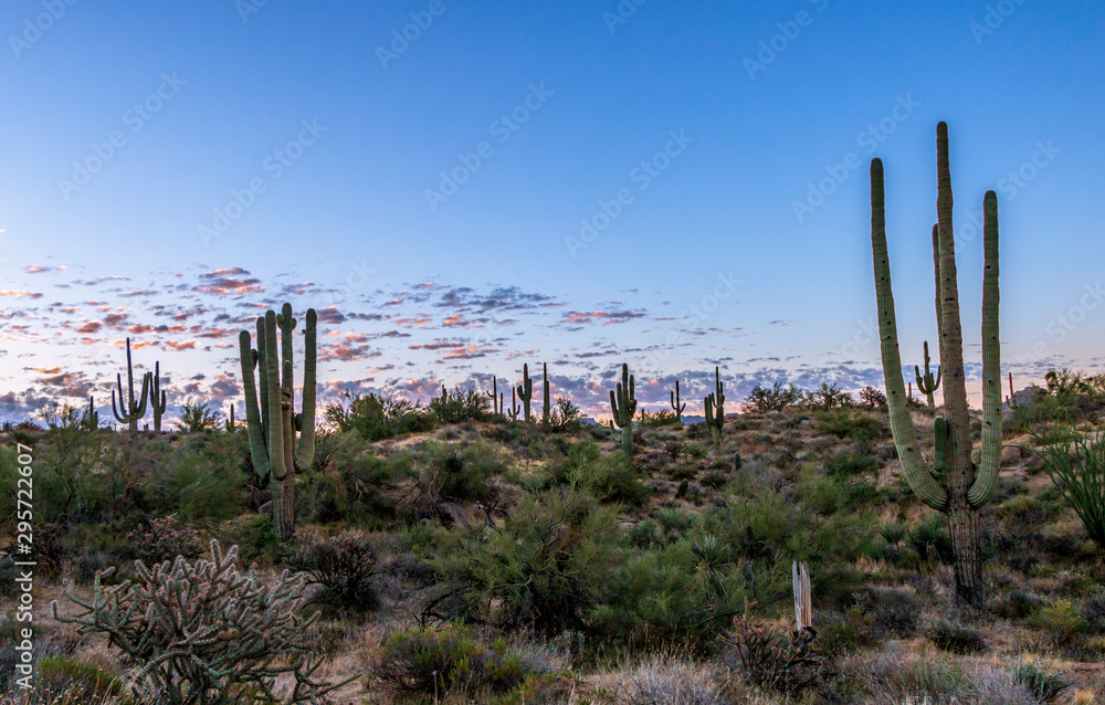 Arizona Desert Sunrise Skies With Cactus Near Phoenix