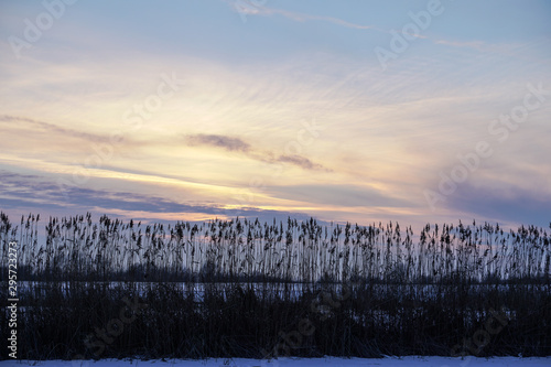 Bulrush on the lake at sunset. River landscape at sunrise. Graphic background