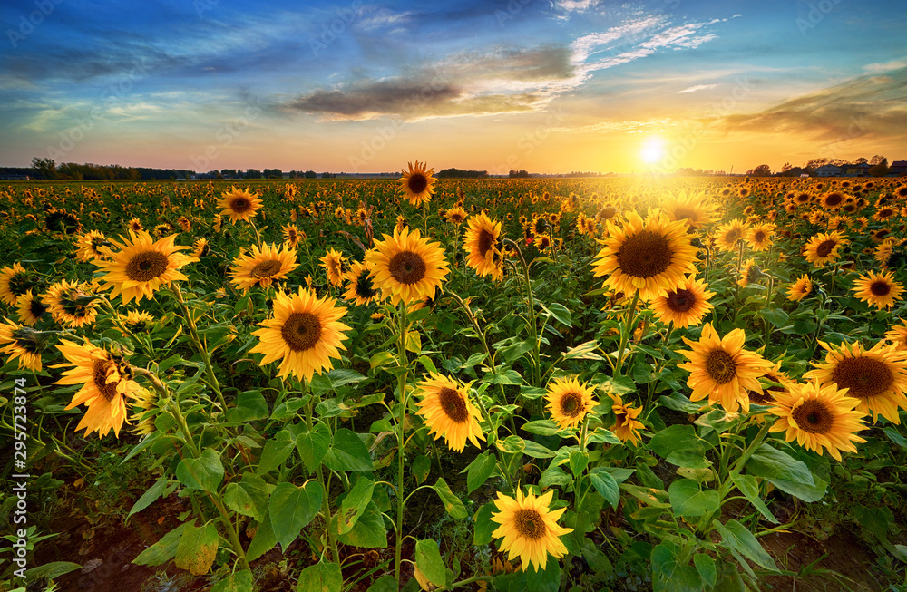 Beautiful sunset over sunflower field - obrazy, fototapety, plakaty 